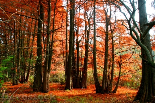 Devostock Autumn Forest Red Leaves 1