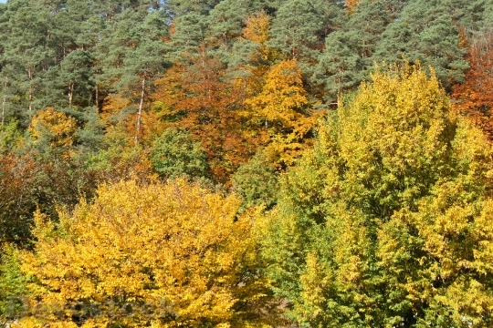 Devostock Autumn Forest Trees Leaves