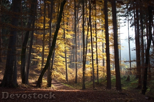 Devostock Autumn Forest Walk Leaves