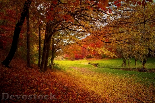 Devostock Autumn Forest Woods Nature