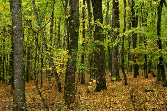 Devostock Autumn Forest Yellow Leaves