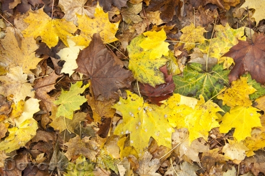 Devostock Autumn Garden Nature Leaves