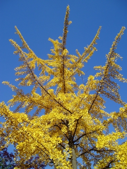 Devostock Autumn Ginkgo Yellow Outdoor
