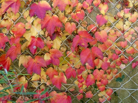 Devostock Autumn Golden Autumn Leaves