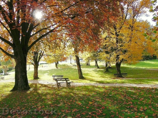 Devostock Autumn Golden Autumn Trees