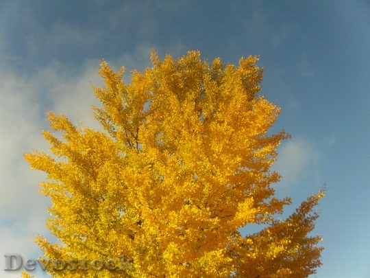 Devostock Autumn Golden Autumn Yellow