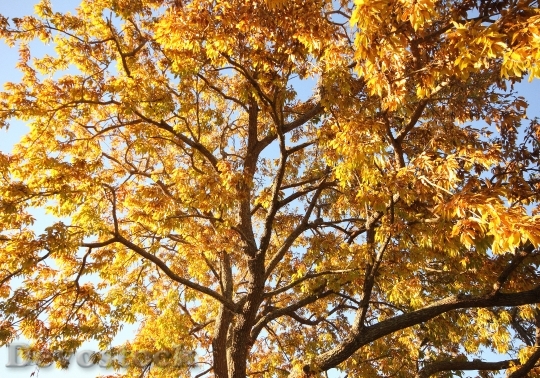 Devostock Autumn Golden Tree Autumn
