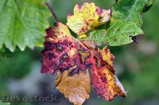 Devostock Autumn Grape Leaves Grapes