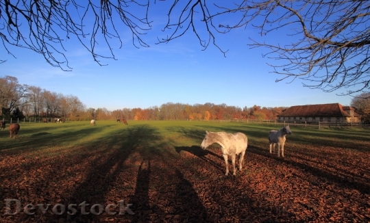 Devostock Autumn Horses Shadow Paddock