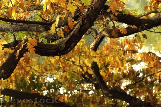 Devostock Autumn Impressions Water Mirroring