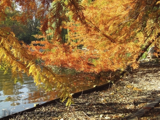 Devostock Autumn Lake Trees Park