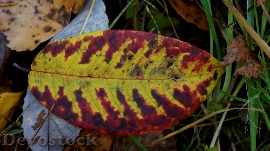 Devostock Autumn Leaf Colorful Dropped