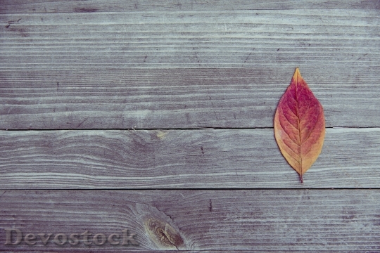 Devostock Autumn Leaf Colorful Wood