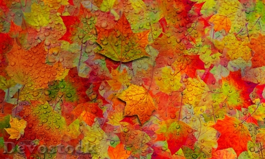 Devostock Autumn Leaf Foliage Colorful