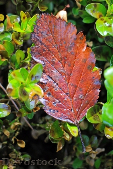Devostock Autumn Leaf Individually 467154