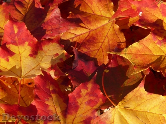 Devostock Autumn Leaf Leaves Colorful 0