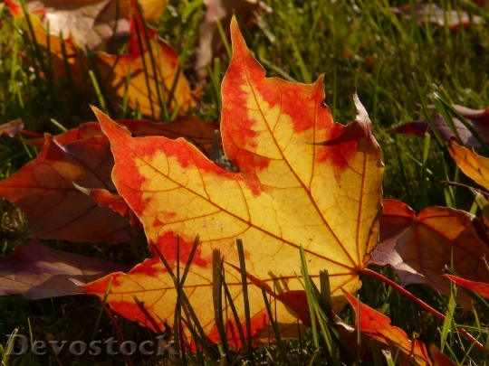 Devostock Autumn Leaf Leaves Colorful