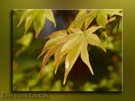 Devostock Autumn Leaf Leaves Golden 0