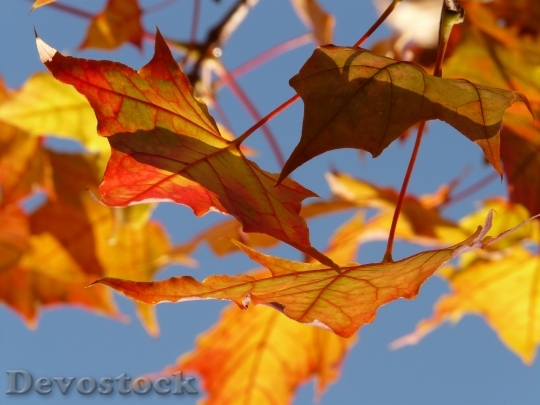 Devostock Autumn Leaf Leaves Maple