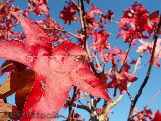 Devostock Autumn Leaf Maple Fall