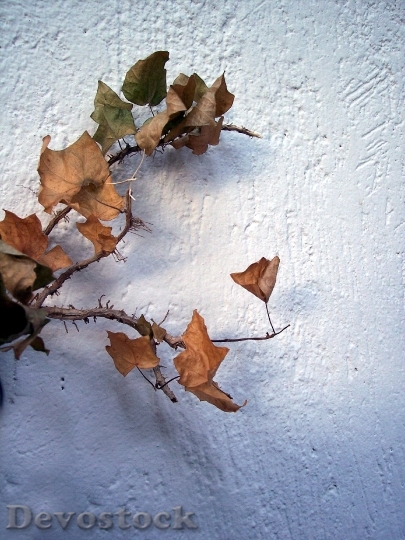 Devostock Autumn Leaf Tree Leaves