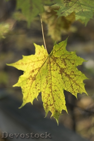 Devostock Autumn Leaf Yellow Leaves