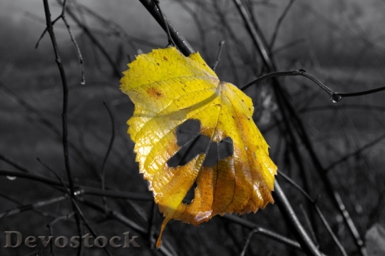 Devostock Autumn Leaf Yellow Nature