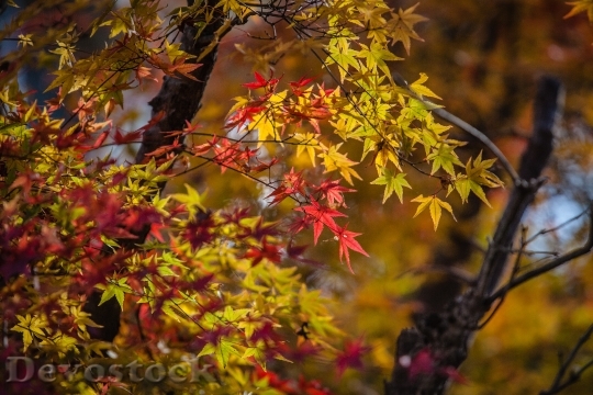 Devostock Autumn Leave Japan Nature