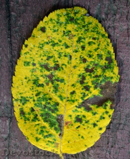 Devostock Autumn Leave Yellow Leaf