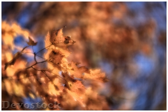 Devostock Autumn Leaves 12