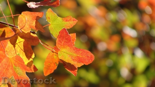 Devostock Autumn Leaves Autumn Leaves 4