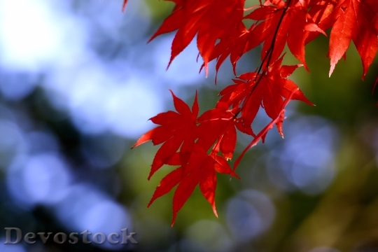 Devostock Autumn Leaves Autumn Wood 4