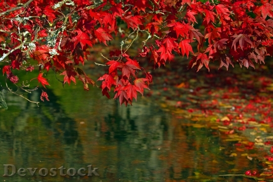 Devostock Autumn Leaves Autumnal Leaves