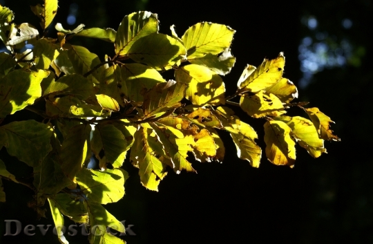 Devostock Autumn Leaves Beech Gold