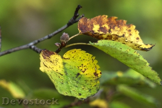 Devostock Autumn Leaves Branch Rowan