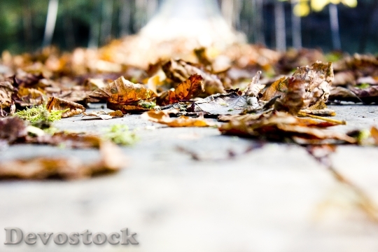Devostock Autumn Leaves Bridge 678213