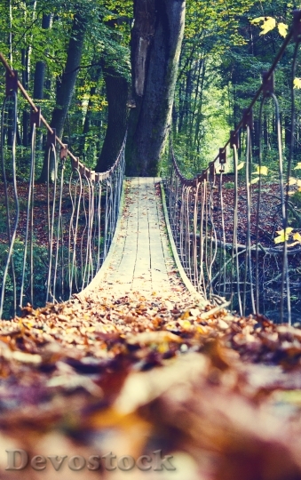 Devostock Autumn Leaves Bridge 678218