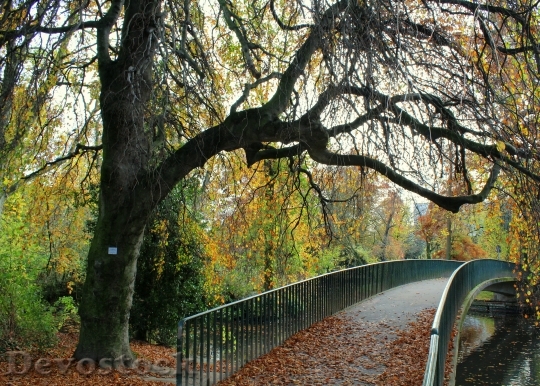 Devostock Autumn Leaves Bridge Forest