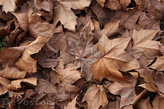 Devostock Autumn Leaves Brown To