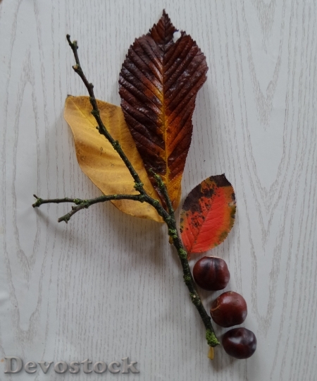 Devostock Autumn Leaves Chestnut Fall