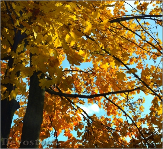 Devostock Autumn Leaves Color 535132