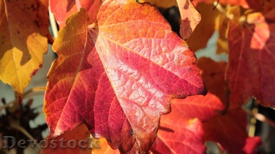 Devostock Autumn Leaves Colored 82771