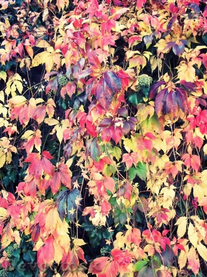Devostock Autumn Leaves Colorful Color