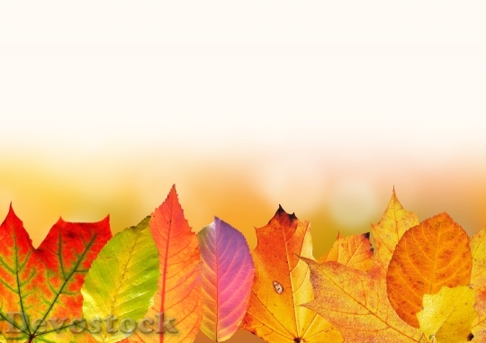 Devostock Autumn Leaves Colorful Fall 2