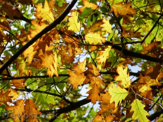 Devostock Autumn Leaves Colorful Fall