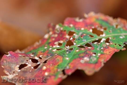 Devostock Autumn Leaves Colors Forest 0