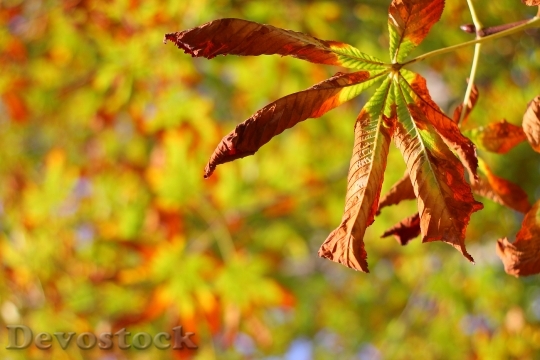 Devostock Autumn Leaves Colors Nature