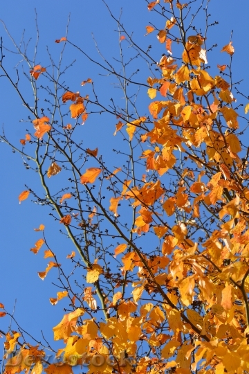 Devostock Autumn Leaves Colors Season 2