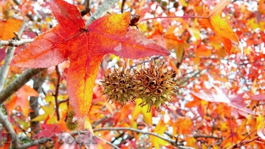 Devostock Autumn Leaves Colors Season