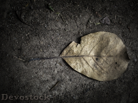 Devostock Autumn Leaves Dry Leaf